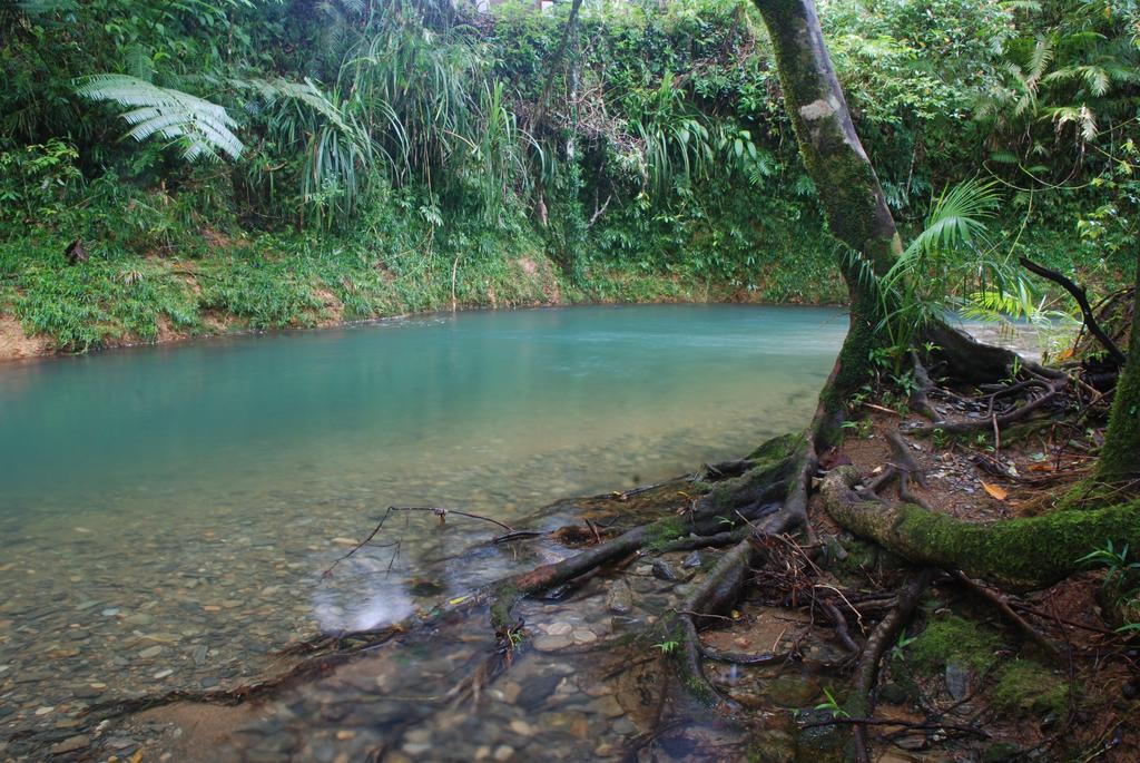Heritage Lodge In The Daintree Cape Tribulation Εξωτερικό φωτογραφία