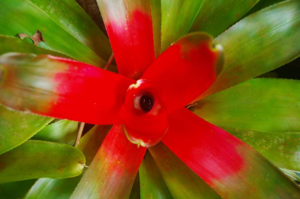Heritage Lodge In The Daintree Cape Tribulation Εξωτερικό φωτογραφία